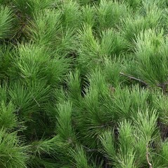 Fondo natural con detalle de multitud de pequeños brotes de pino en tonos verdes