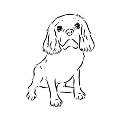 Cavalier King Charles Dog Vector Image Silhouette