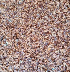 Fondo natural con multitud de hojas con tonos marrones, en epoca de otoño