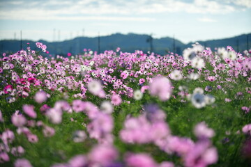 Obraz premium アサギマダラと秋桜