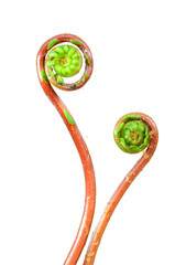 Young fronds of the fern Blechnum spicant on a white background