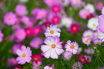 アサギマダラと秋桜