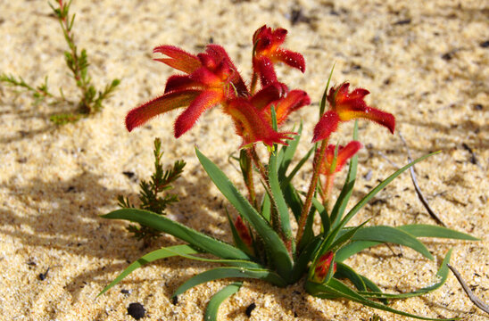 Low-growing common catspaw (Anigozanthos humilis), with red and yellow flowers, natural habitat, Western Australia
