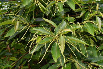 Chestnut flowers (Castanea sativa) on a tree