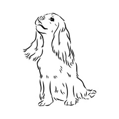 Cavalier King Charles Dog Vector Image Silhouette