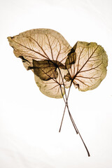 dry leaves on the white background