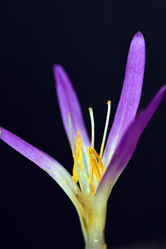 Macro photography of the flower of Colchicum montanum or Merendera montana