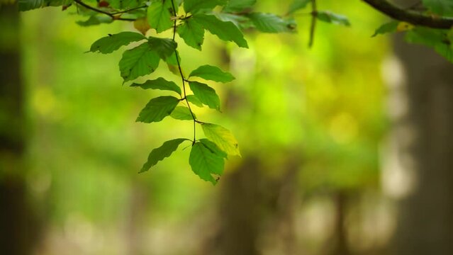 twig with green leaves in the autumn wind