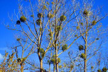 Mistletoe plants (Viscum album) grow on poplar trees