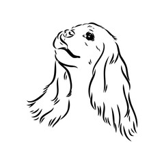 Cavalier King Charles Dog Vector Image Silhouette