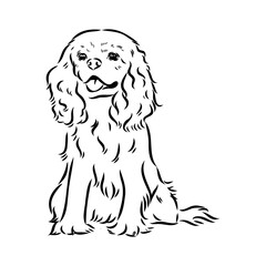 Cavalier King Charles Dog Vector Image Silhouette