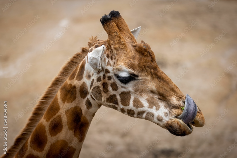 Sticker Closeup of the head of a Giraffe with its tongue out of mouth in a zoo in Sydney, Australia