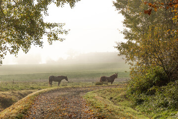 Autumn morning over rural landscape