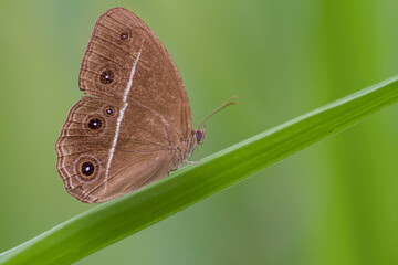 butterfly on green leaf