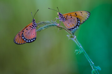 butterfly on a leaf