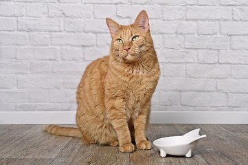Cute red cat beside a food bowl waiting for Food.