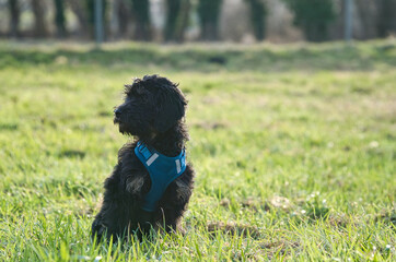 Goldendoddle puppy sitting on a meadow. The family dog is waiting . Black curly coat