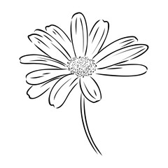 Fototapeta premium Daisy flower line art drawing. Vector hand drawn engraved illustration. Wild Chamomile black ink sketch. Wild botanical garden bloom. Great for tea packaging, label, icon, greeting cards, decor