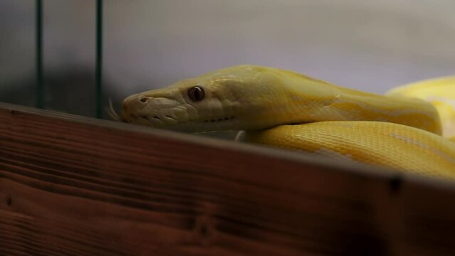 Yellow Snake Albino Lavender Reticulated Python Moves It's Head Outside the Cage