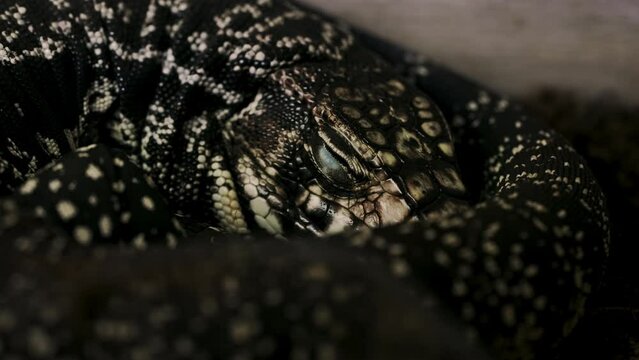 Cinematic Close Up Shot of Argentine Tegu Salvator Merianae Sleeping