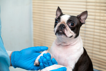 boston terrier pet dog on reception at veterinary doctor in vet clinic. Animal care concept. Veterinary Services.  Pet health care and animals concept.