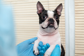 boston terrier pet dog on reception at veterinary doctor in vet clinic. Animal care concept. Veterinary Services.  Pet health care and animals concept.