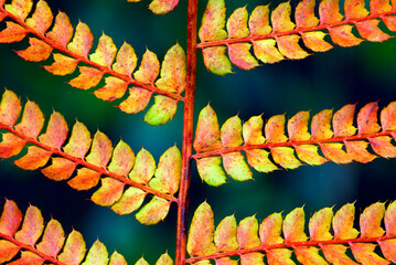 Leaf of a fern with the colors of autumn