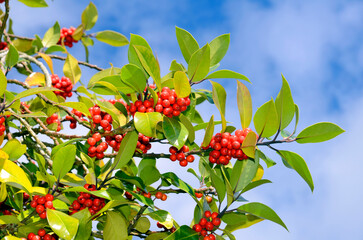 The Holly fruits (Ilex aquifolium) in the fall