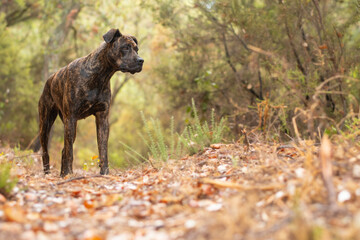 on a walk with my dog