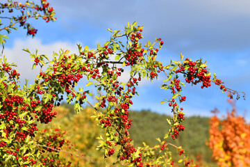 The hawthorn fruits (Crataegus monogyna) at the beginning of autumn