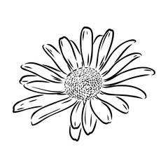 Daisy flower line art drawing. Vector hand drawn engraved illustration. Wild Chamomile black ink sketch. Wild botanical garden bloom. Great for tea packaging, label, icon, greeting cards, decor