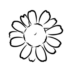 Daisy flower line art drawing. Vector hand drawn engraved illustration. Wild Chamomile black ink sketch. Wild botanical garden bloom. Great for tea packaging, label, icon, greeting cards, decor