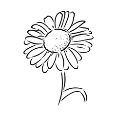 Daisy flower line art drawing. Vector hand drawn engraved illustration. Wild Chamomile black ink sketch. Wild botanical garden bloom. Great for tea packaging, label, icon, greeting cards, decor