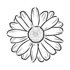 Daisy flower line art drawing. Vector hand drawn engraved illustration. Wild Chamomile black ink sketch. Wild botanical garden bloom. Great for tea packaging, label, icon, greeting cards, decor