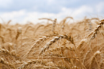 Ripe wheat spikes in agricultural field, closeup