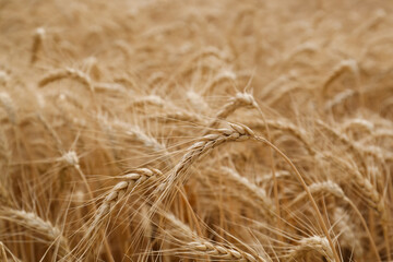 Ripe wheat spikes in agricultural field, closeup