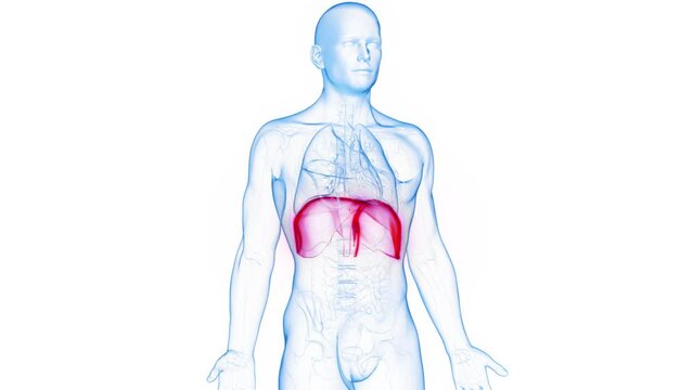 3d rendered medical animation of male human's diaphragm during the breath cycle