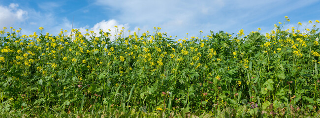 yellow flowers of mustard seed against blue sky