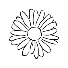 Daisy flower line art drawing. Vector hand drawn engraved illustration. Wild Chamomile black ink sketch. Wild botanical garden bloom. Great for tea packaging, label, icon, greeting cards, decor