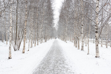 Obraz premium Birch alley stretching into the distance and footprints in the snow.