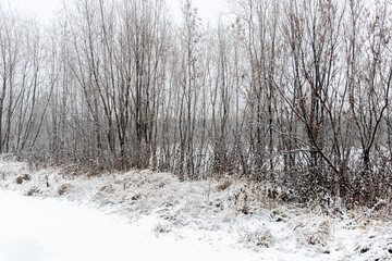Bushes and grass covered with freshly fallen snow