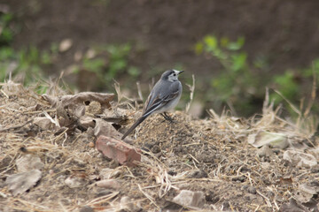 White Wagtail bird standing on the grass land, countryside Egypt's Nile River Delta region