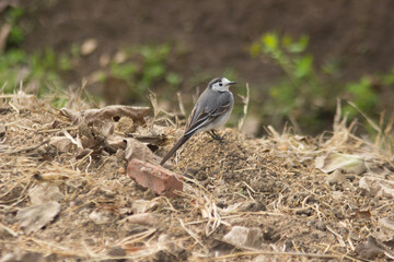 White Wagtail bird standing on the grass land, countryside Egypt's Nile River Delta region