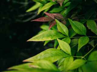 green leaves in the garden
