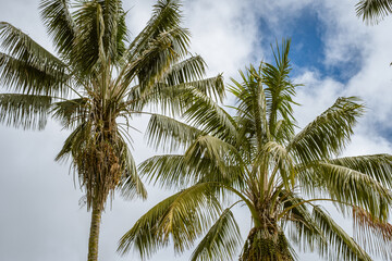 Two tops of palm trees, occupying the whole frame, on a background of big white clouds and blue sky, one autumn morning. Tenerife, Canary Islands, Spain