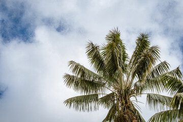 A palm tree, to the right of the frame, on a background of large white clouds and blue sky, an autumn morning. Tenerife, Canary Islands, Spain