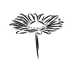 Daisy flower line art drawing. Vector hand drawn engraved illustration. Wild Chamomile black ink sketch. Wild botanical garden bloom. Great for tea packaging, label, icon, greeting cards, decor