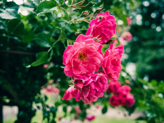 pink rose bush