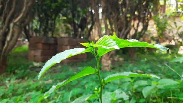 Sida acuta plant. Its other names wireweed, rhombus-leaved sida, Sida rhombifolia, arrowleaf sida, Paddy's lucerne, Cuban jute, Queensland-hemp and sidaguri. It is used in&nbsp;Ayurvedic medicine.
