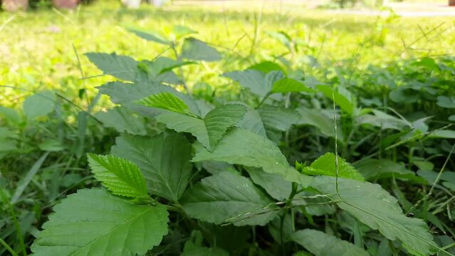Sida acuta plant. Its other names wireweed, rhombus-leaved sida, Sida rhombifolia, arrowleaf sida, Paddy's lucerne, Cuban jute, Queensland-hemp and sidaguri. It is used in&nbsp;Ayurvedic medicine.